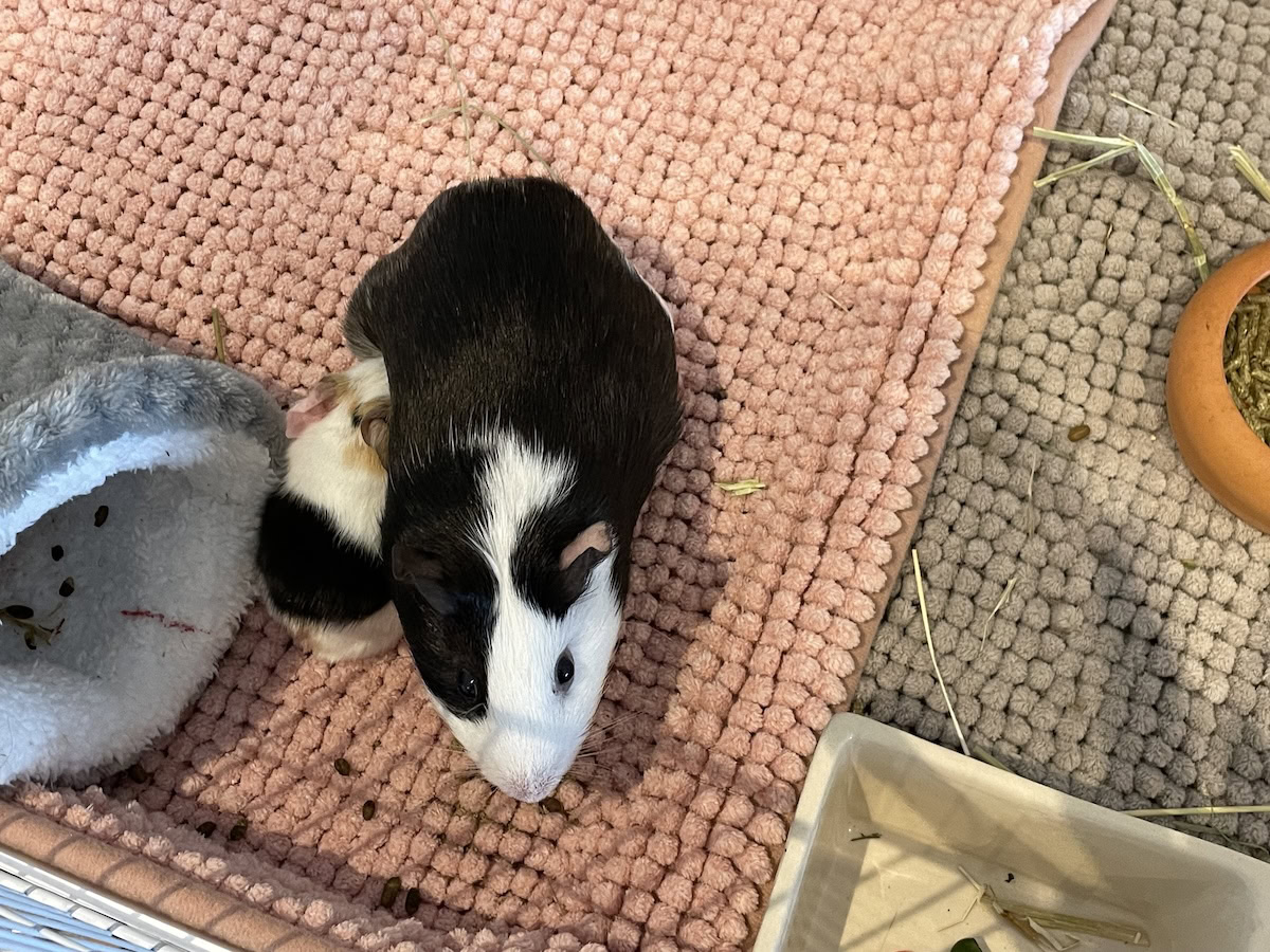 Mother guinea pig with her baby