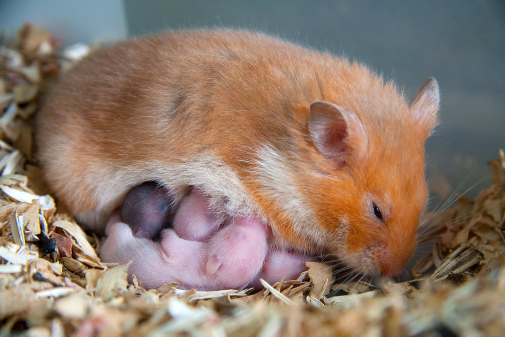 Orange-brown hamster and its baby