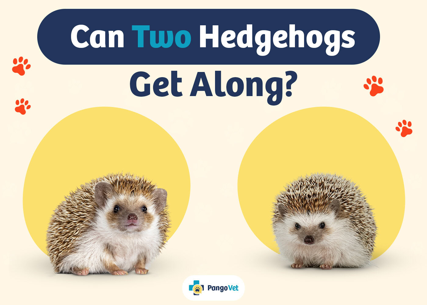 PangoVet_Can Two Hedgehogs Get Along_v1_Aug 12 2024