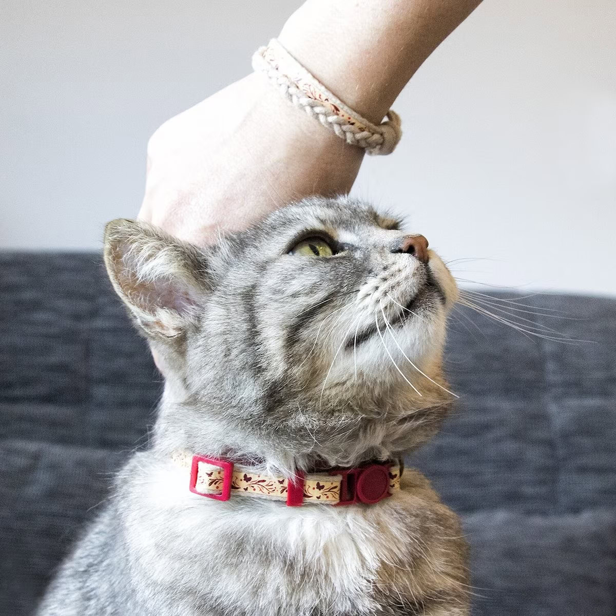 Pettsie Breakaway Cat Collar With Friendship Bracelet
