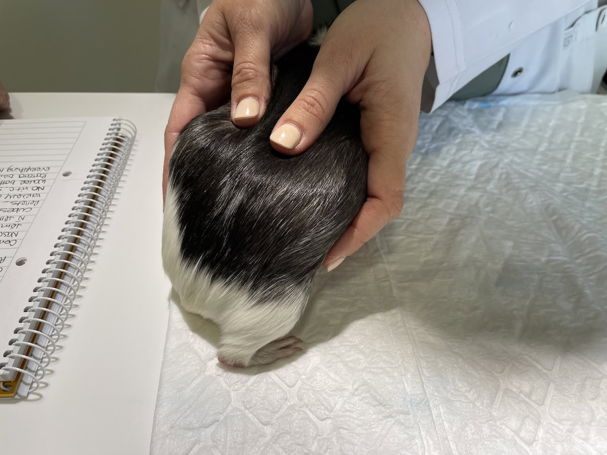 A pregnant guinea pig at the vet