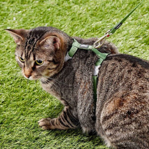 Red Dingo Classic Nylon Cat Harness & Leash