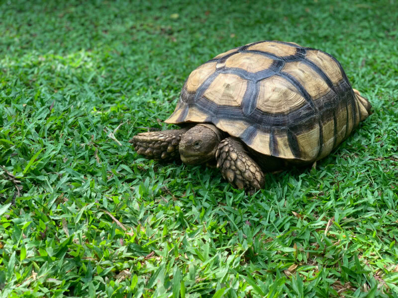 Sulcate Tortoise in the green garden