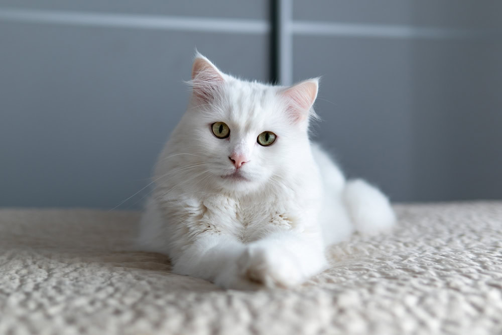 Turkish-Angora-lying-on-the-carpet