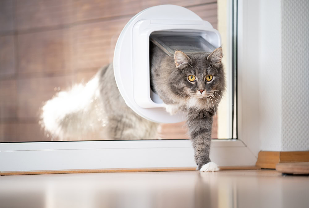 blue tabby maine coon cat entering the house through pet door