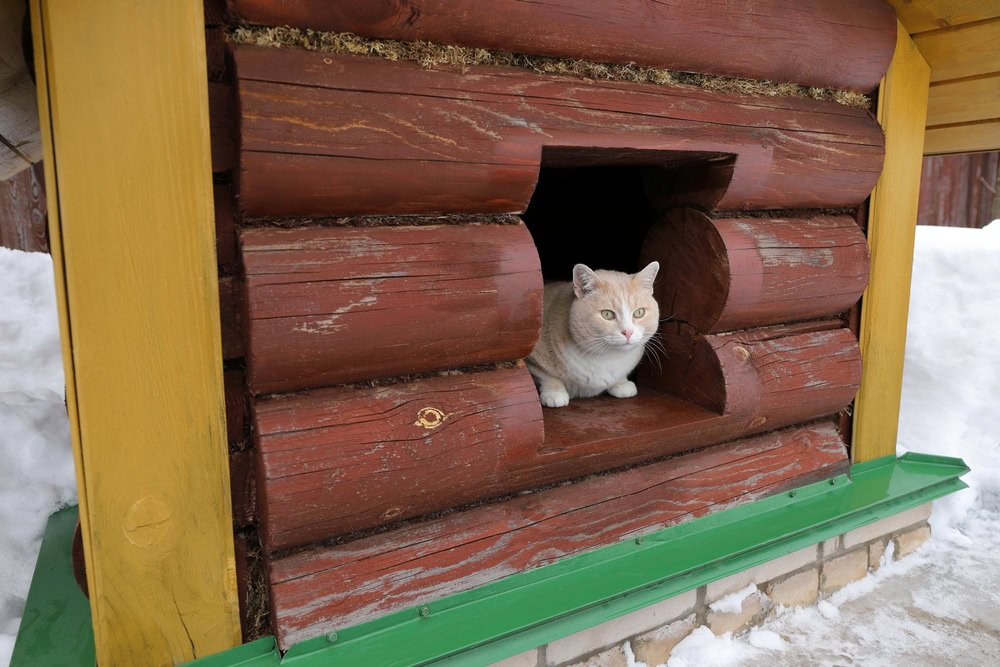 cat in a shelter in winter