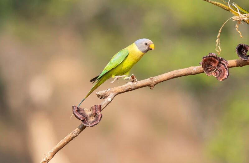 female-plum-headed-parakeet