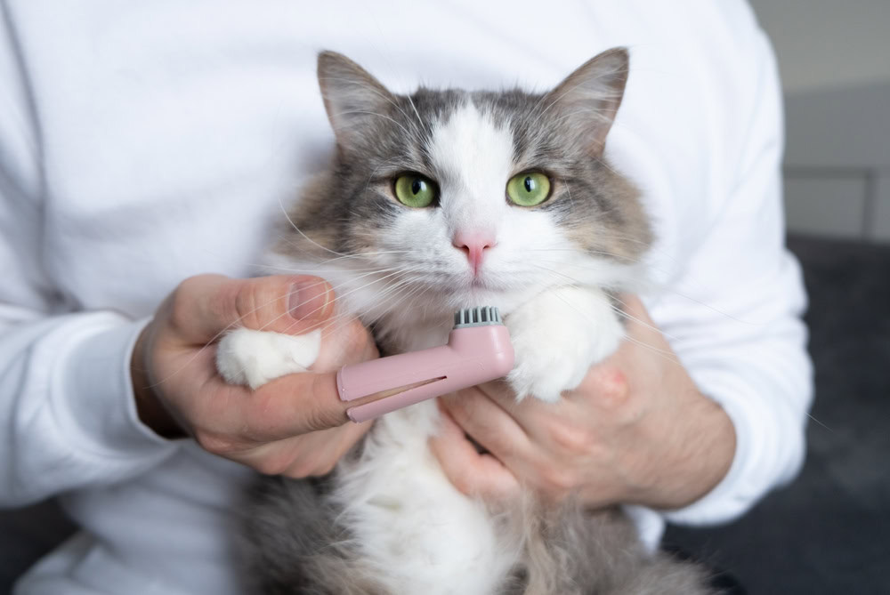 man brushes cat's teeth