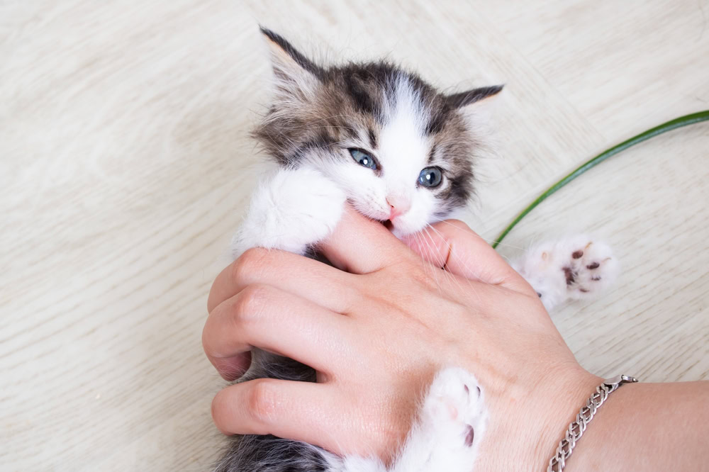 playful kitten biting hand