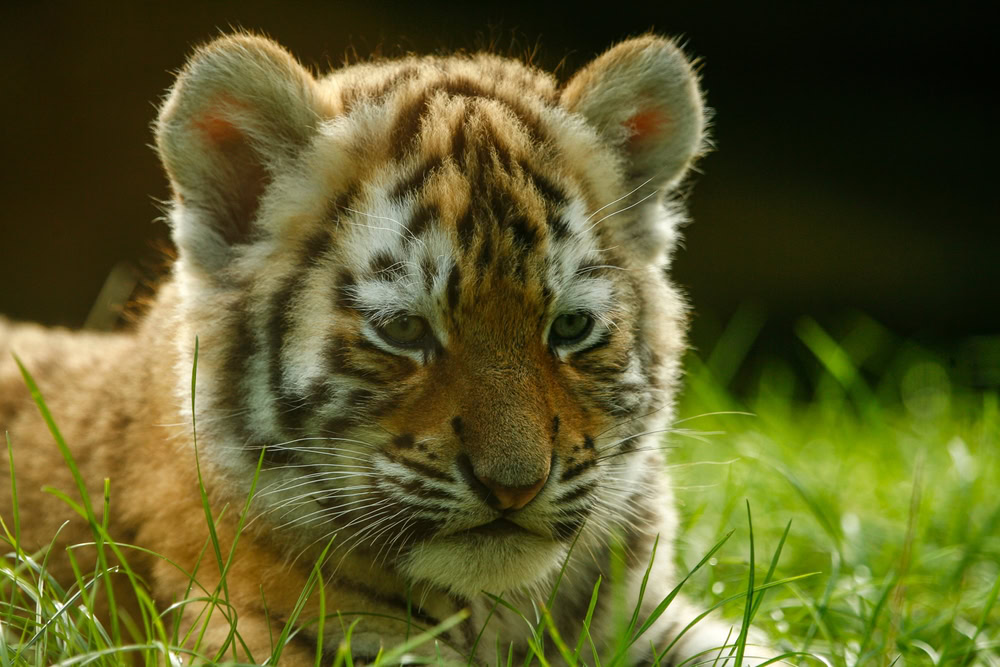 Tiger cub