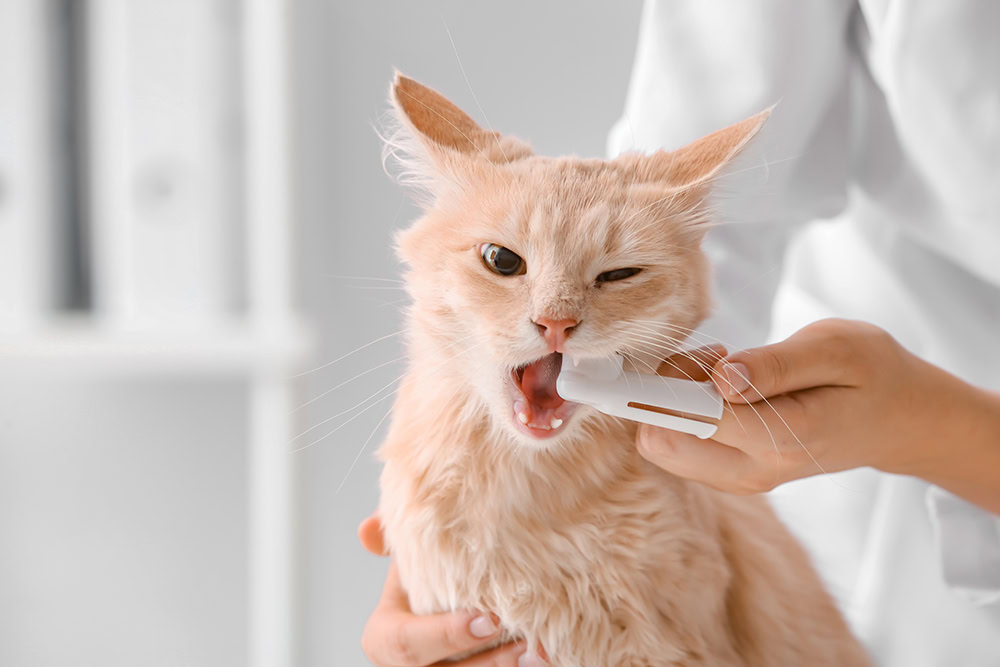 Veterinarian brushing cat's teeth at the clinic