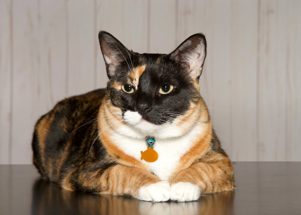 Calico cat laying on a reflective table
