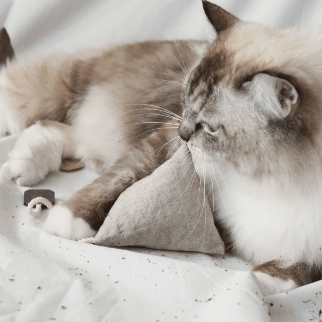 Hepper Cuppa Tea Catnip Toy