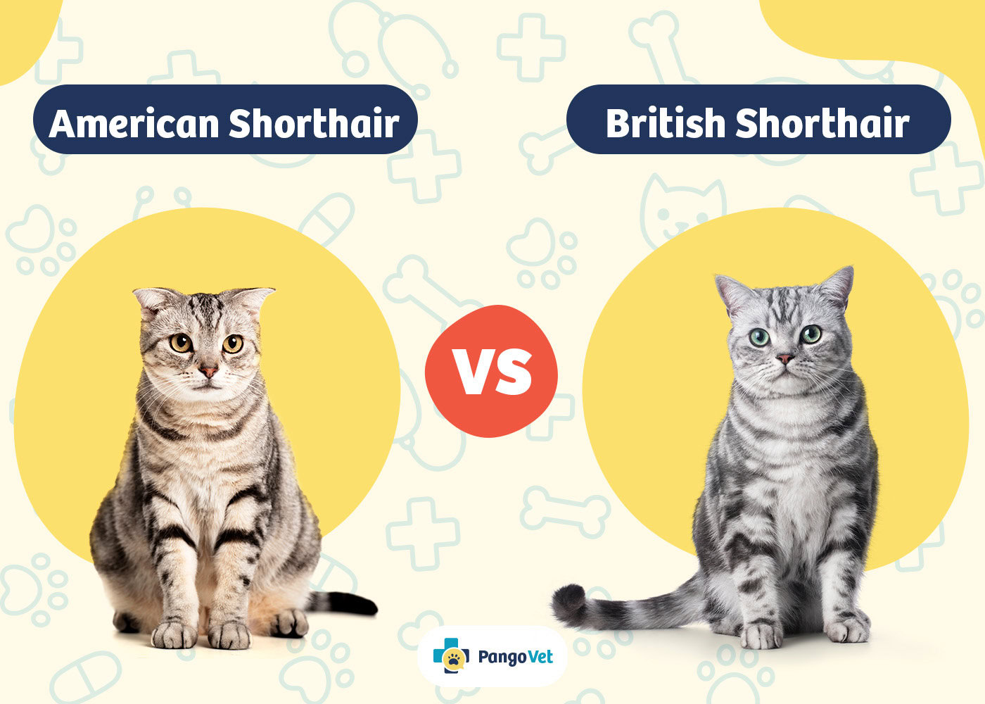 PangoVet_American Shorthair vs British Shorthair