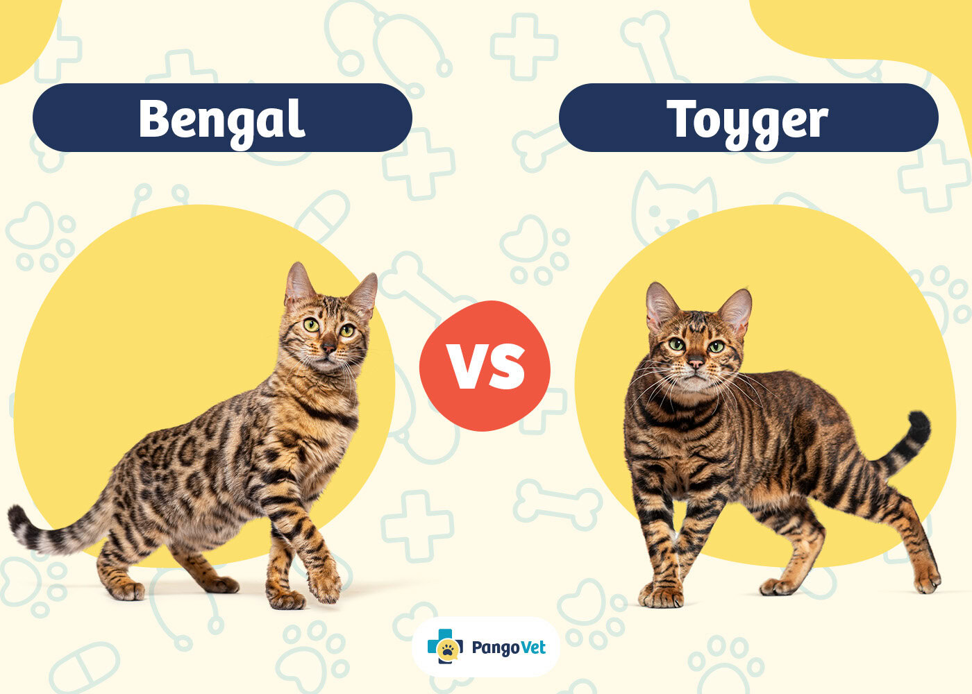 PangoVet_Bengal vs Toyger