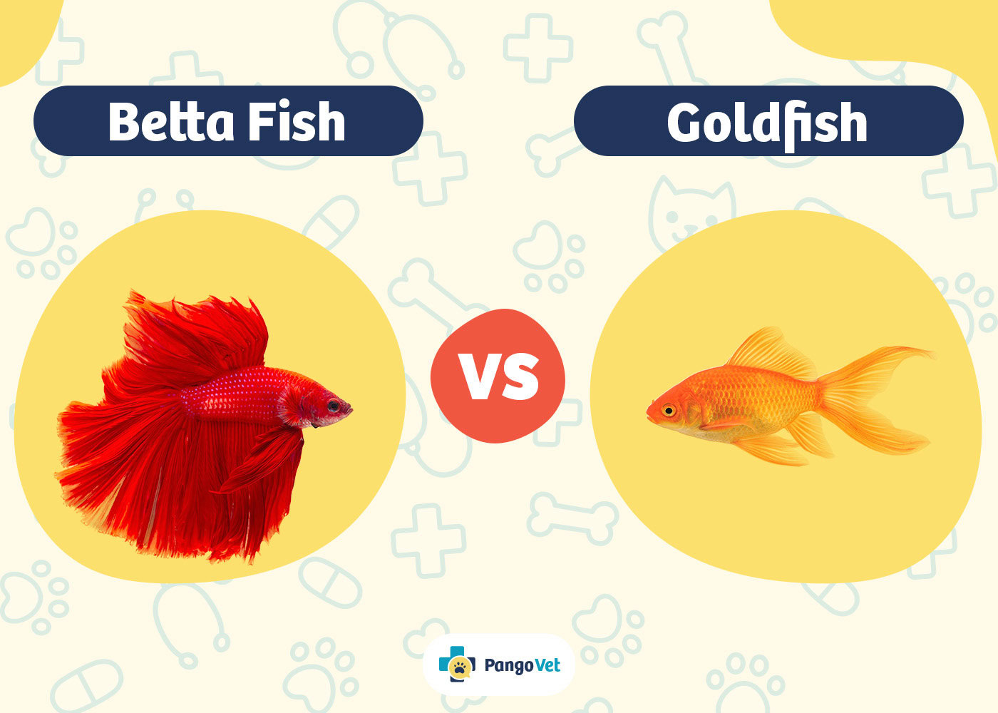 PangoVet_Betta Fish vs Goldfish