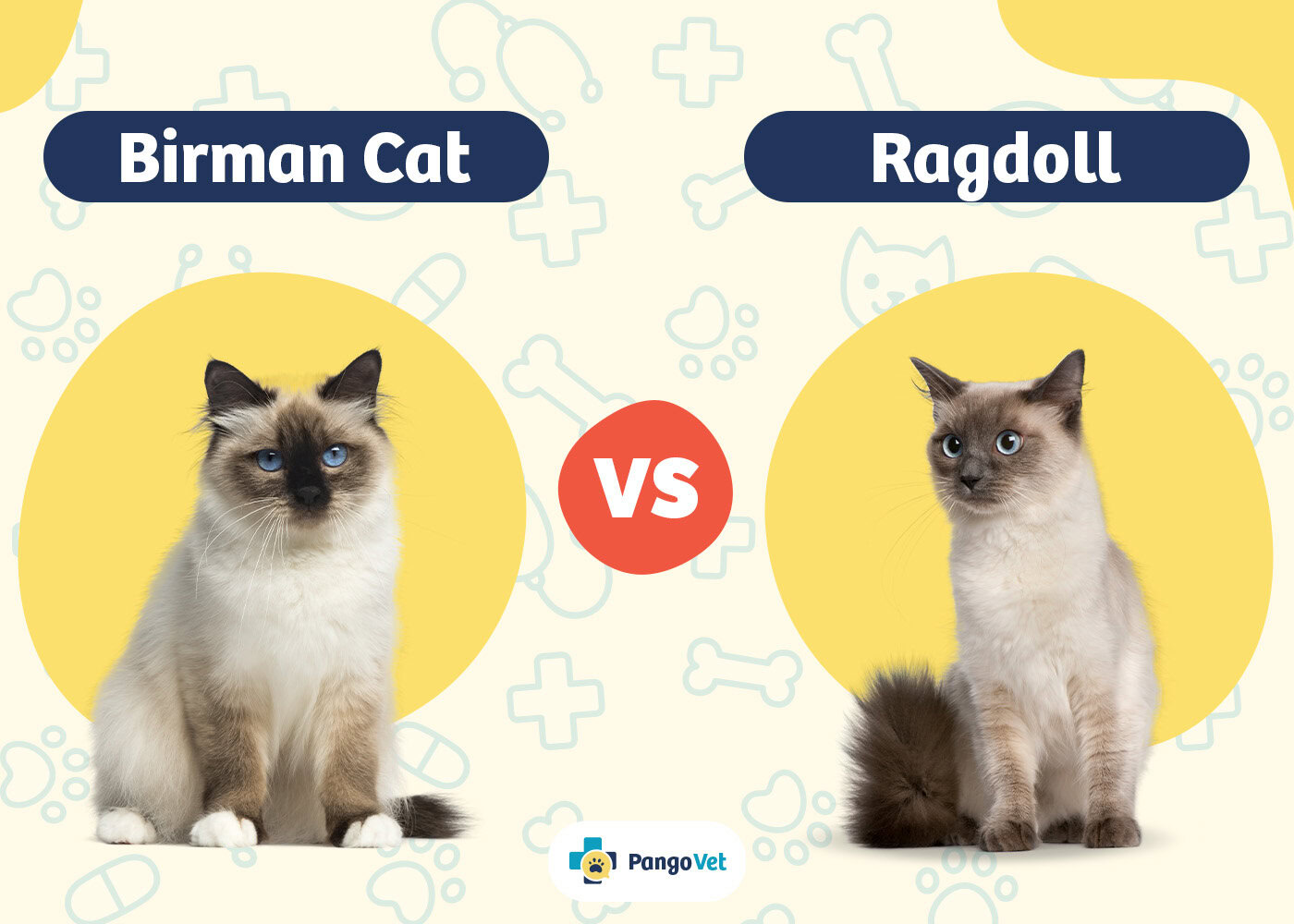 PangoVet_Birman Cat vs Ragdoll