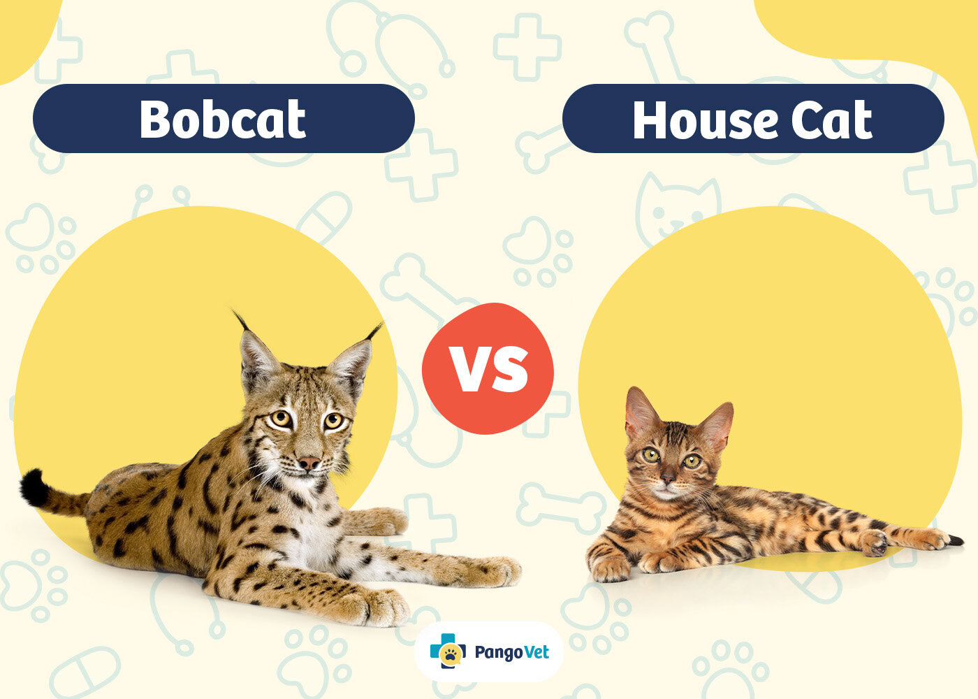 PangoVet_Bobcat vs House Cat