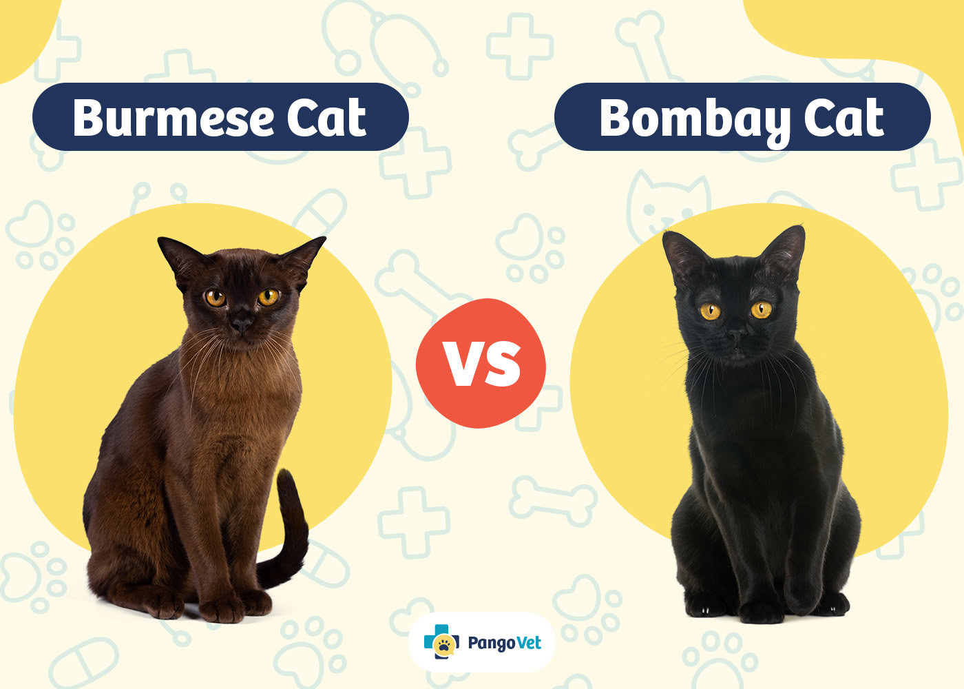 PangoVet_Burmese vs Bombay Cat
