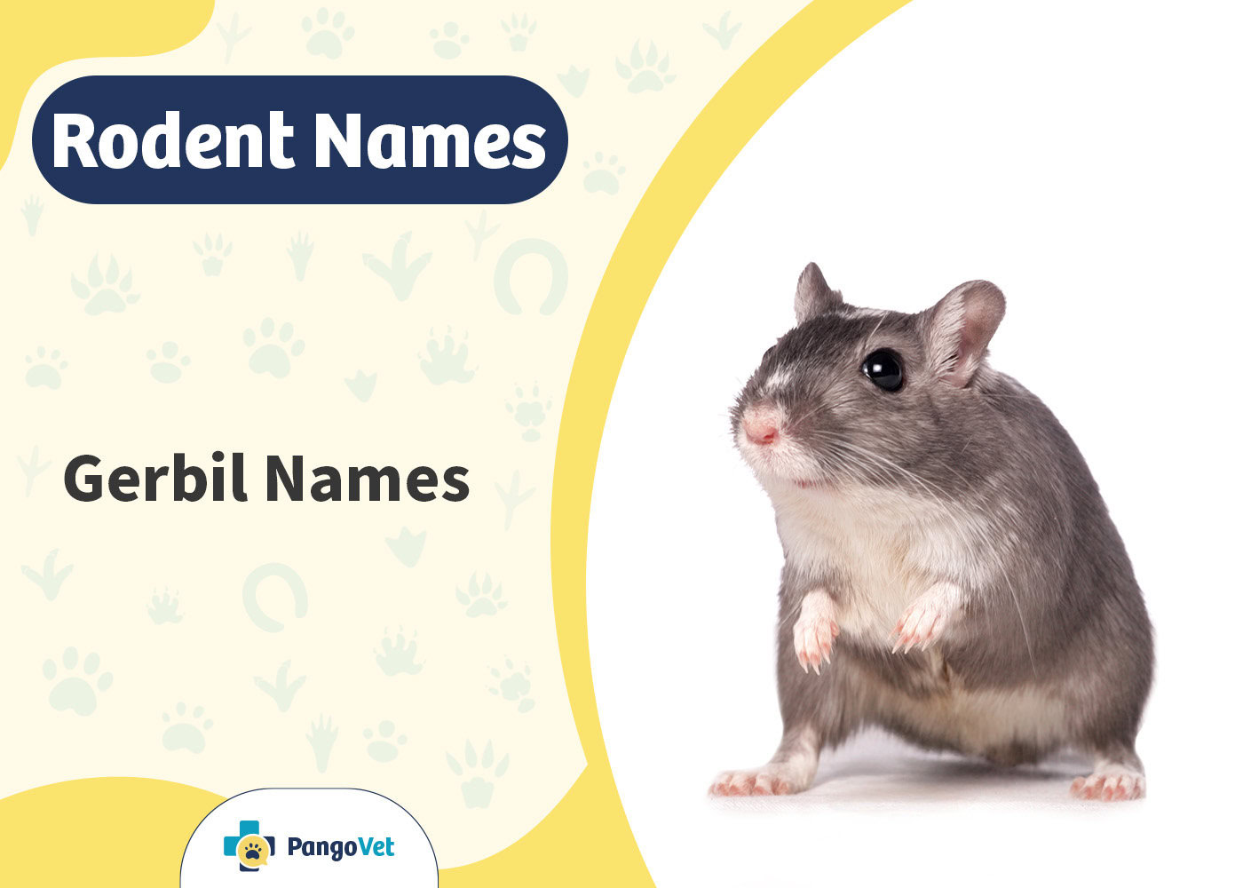 PangoVet_Gerbil Names
