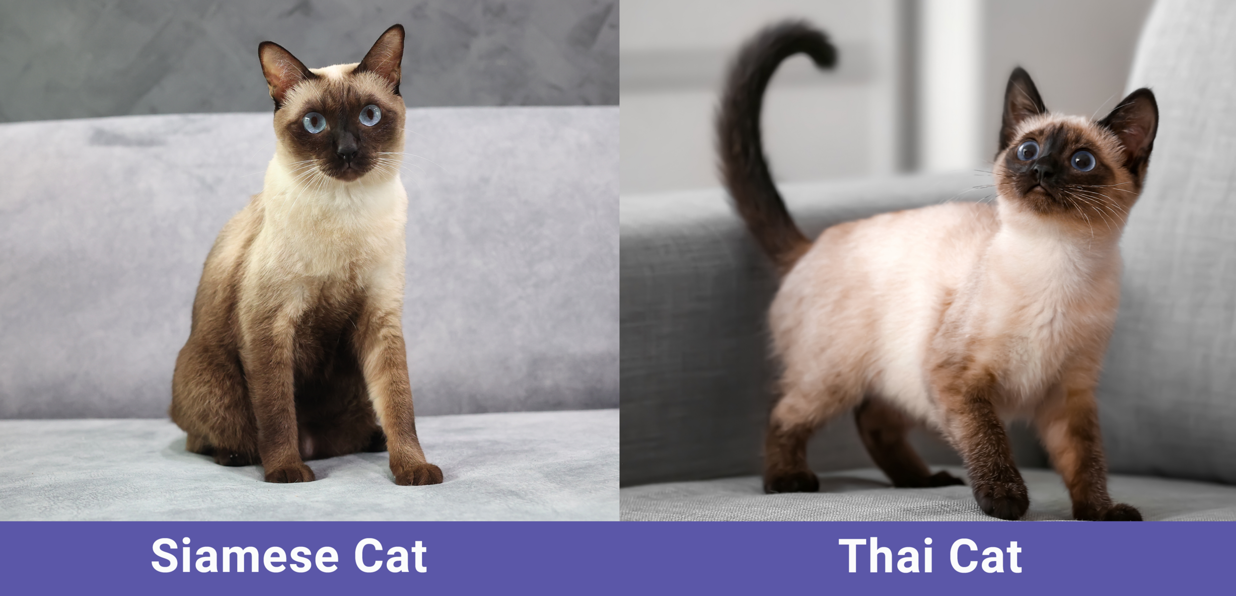 Siamese vs. Thai Cat