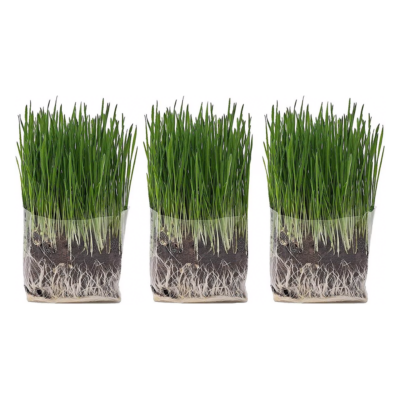 The Cat Ladies Grass 