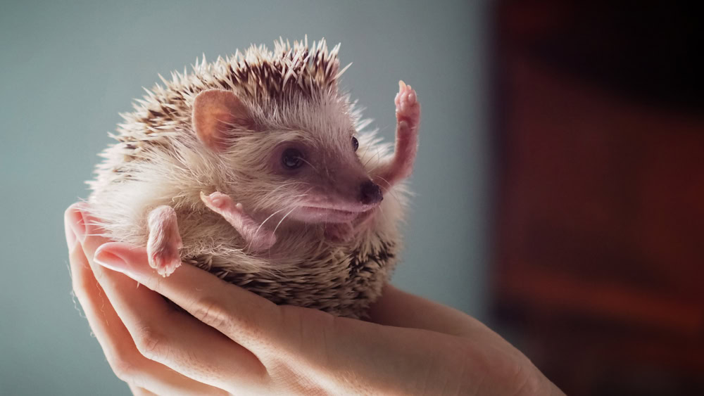 african-pygmy-hedgehog-in-owners-hands
