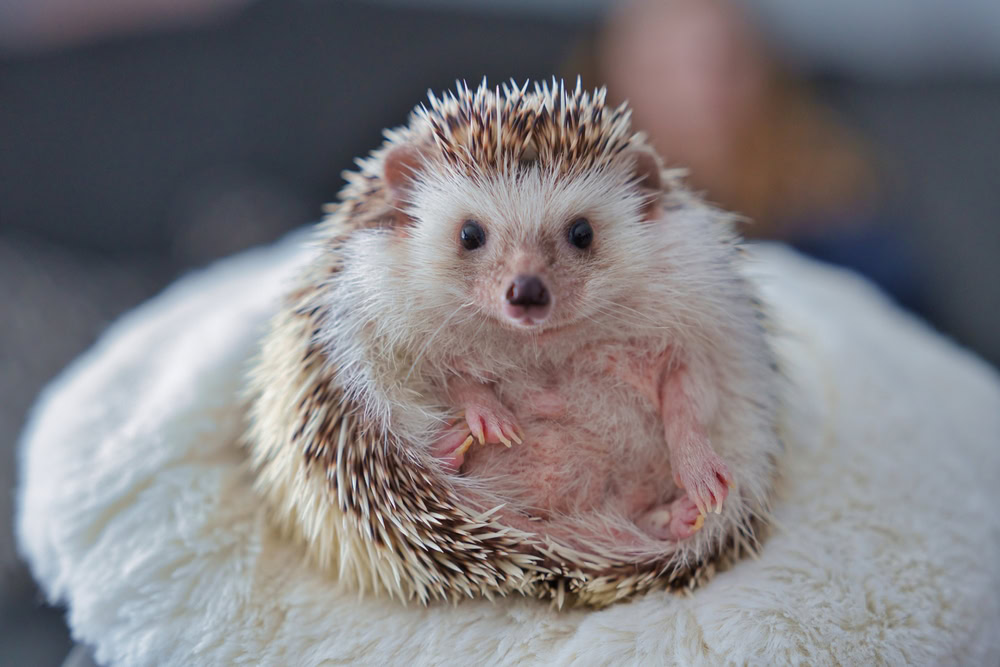 african-pygmy-hedgehog-in-white-towel