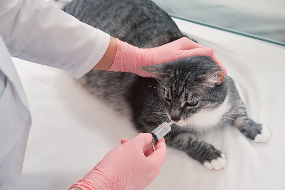 cat getting liquid supplement through syringe by the vet