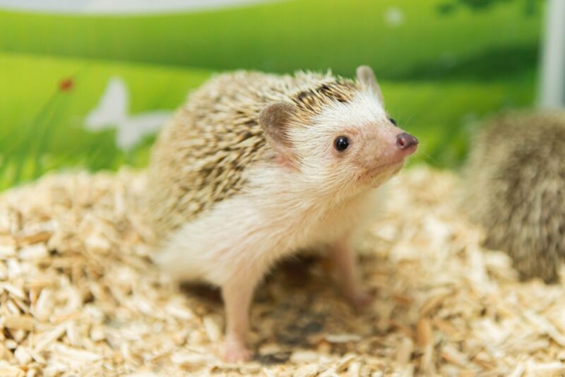 domesticated hedgehog standing on sawdust