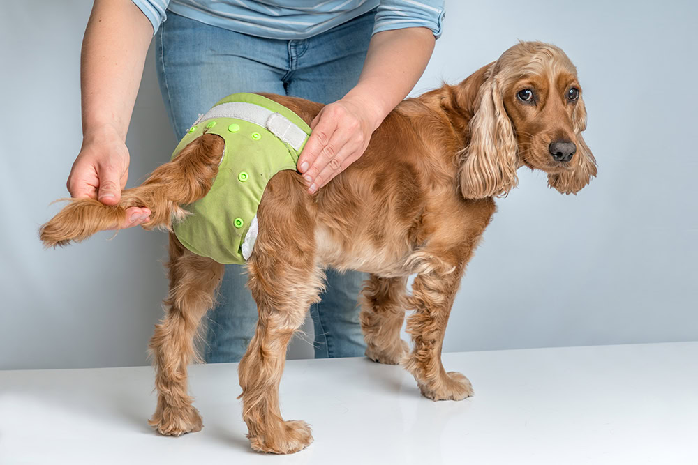 person changing diaper of female dog