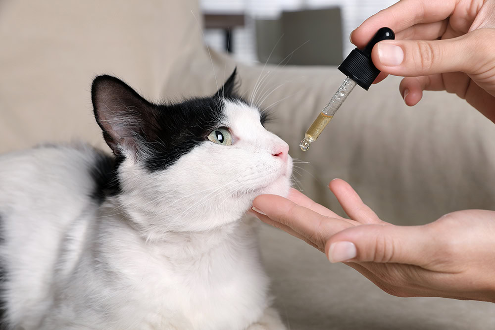 person giving supplement to a cat