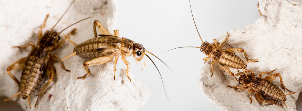 pet-shop crickets