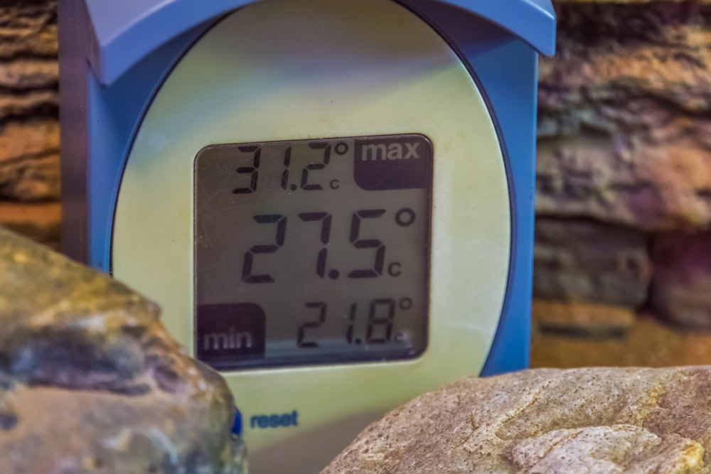 reptile thermometer