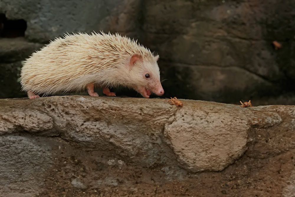 young hedgehog is eating crickets