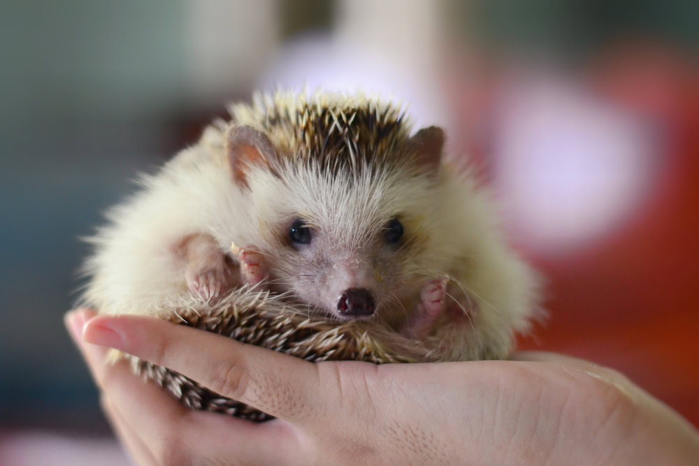 young-african-pygmy-hedgehog-looking-camera-on-owner-hand