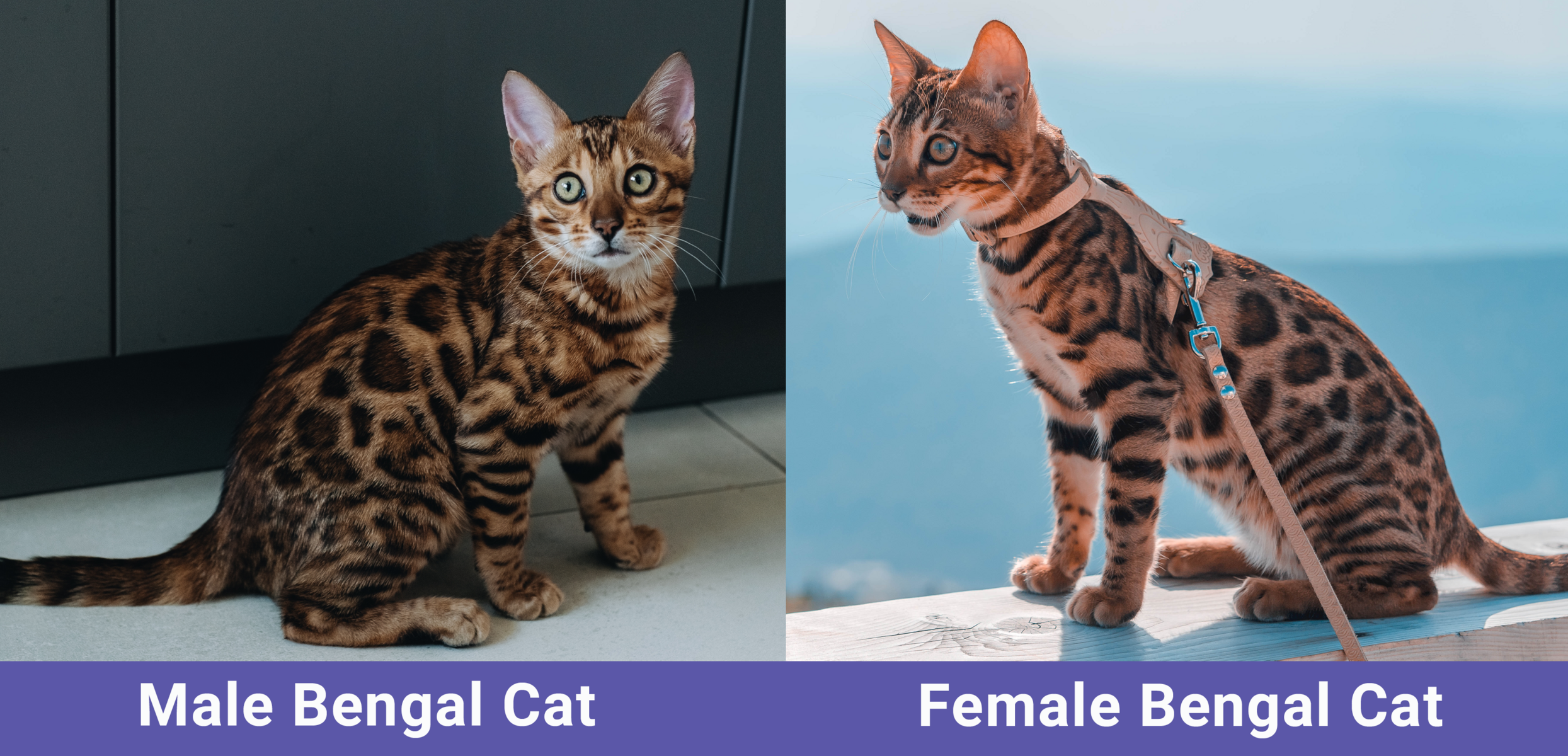 Male Female Bengal Cat