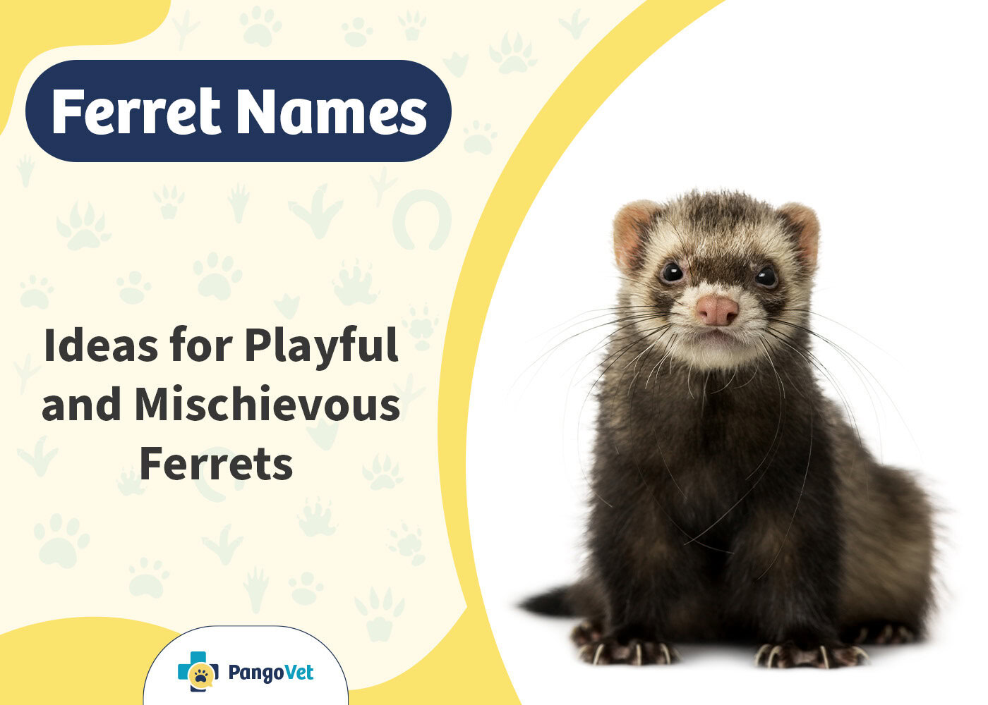 PangoVet_Ferret Names