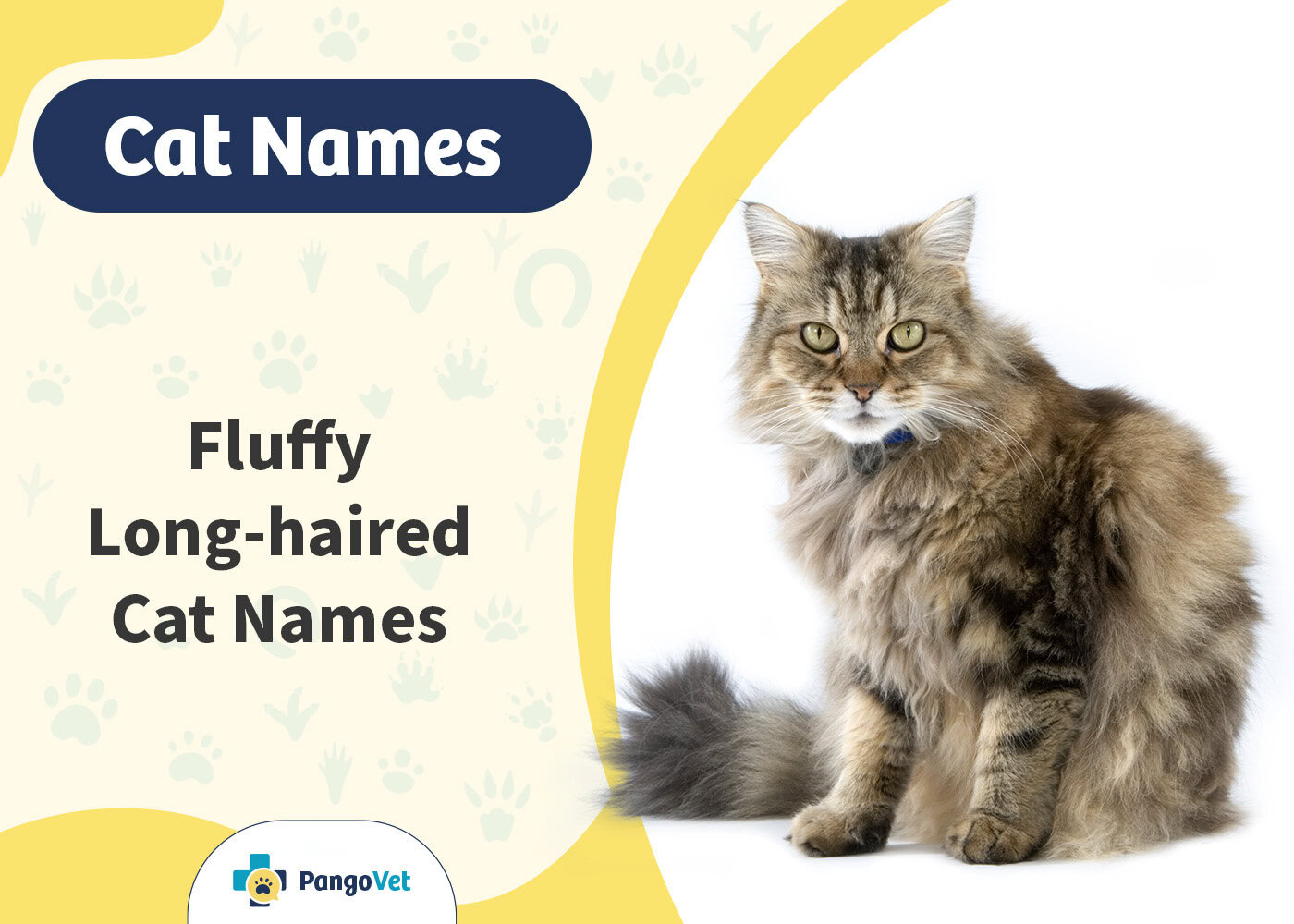 PangoVet_Fluffy Longhaired Cat Names