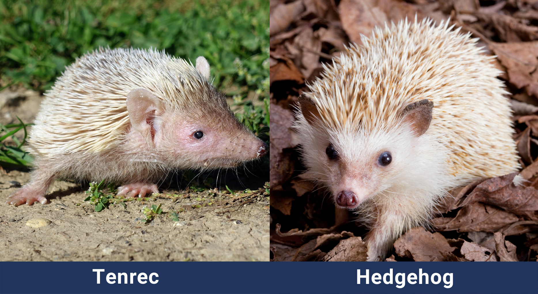 Tenrec vs Hedgehog