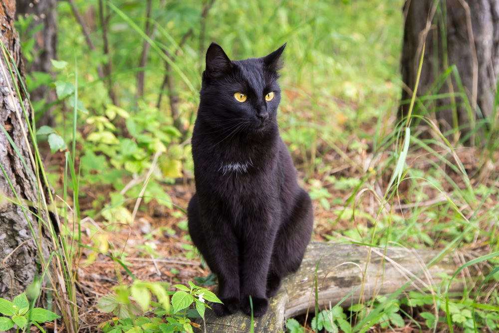 bombay cat in the woods