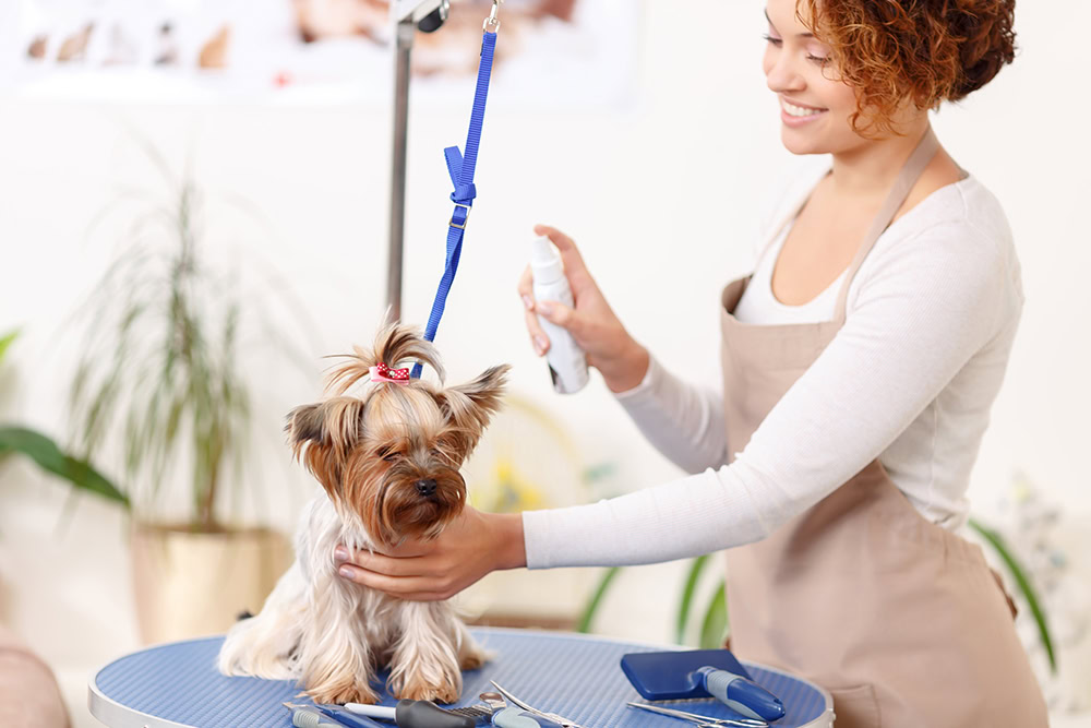 groomer spraying cologne on yorkshire terrier dog