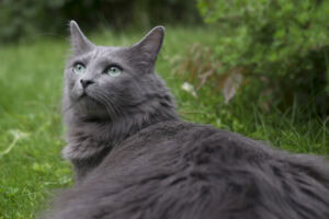 Nebelung cat in the garden 