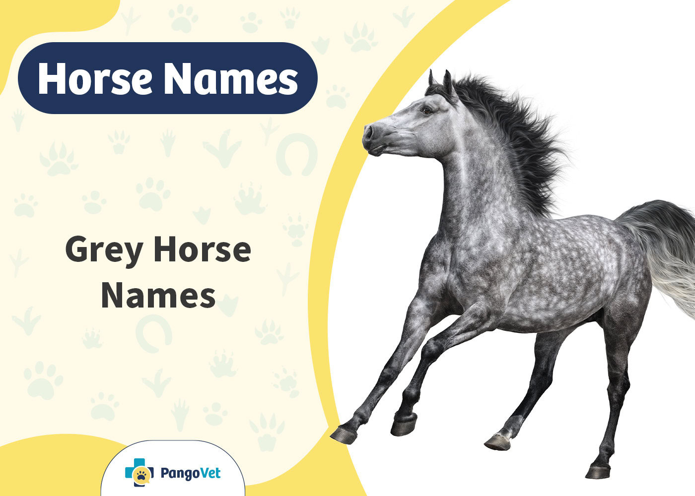 PangoVet_Grey Horse Names