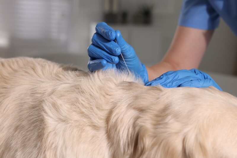 Veterinary holding acupuncture needle near dog's neck in clinic