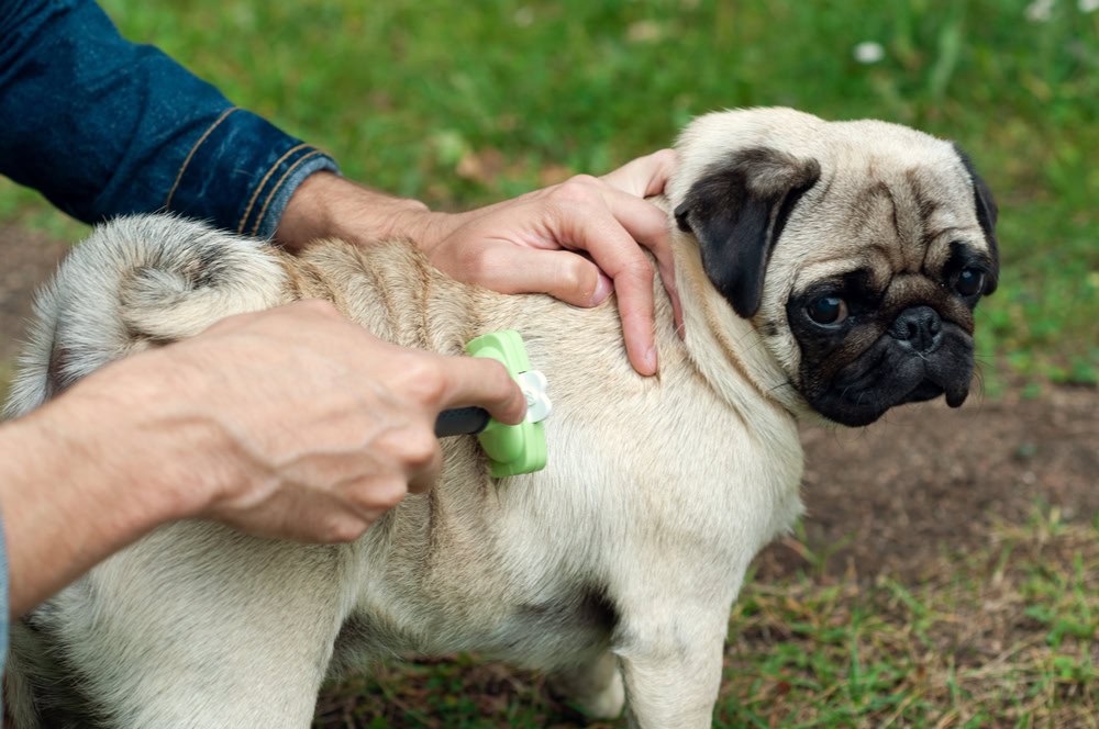 man brushing his pug dog