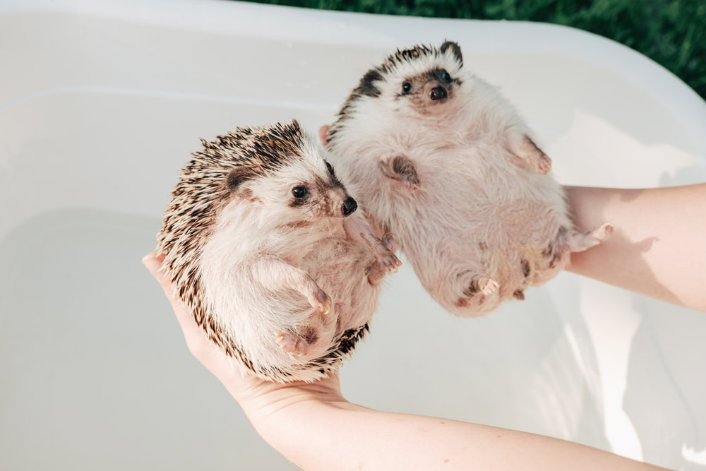 African pygmy hedgehog taking bath