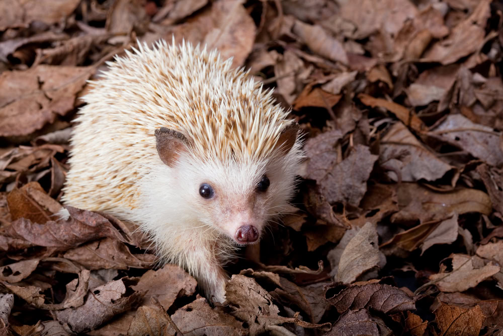 African pygmy hedgehog walking in dead leaves