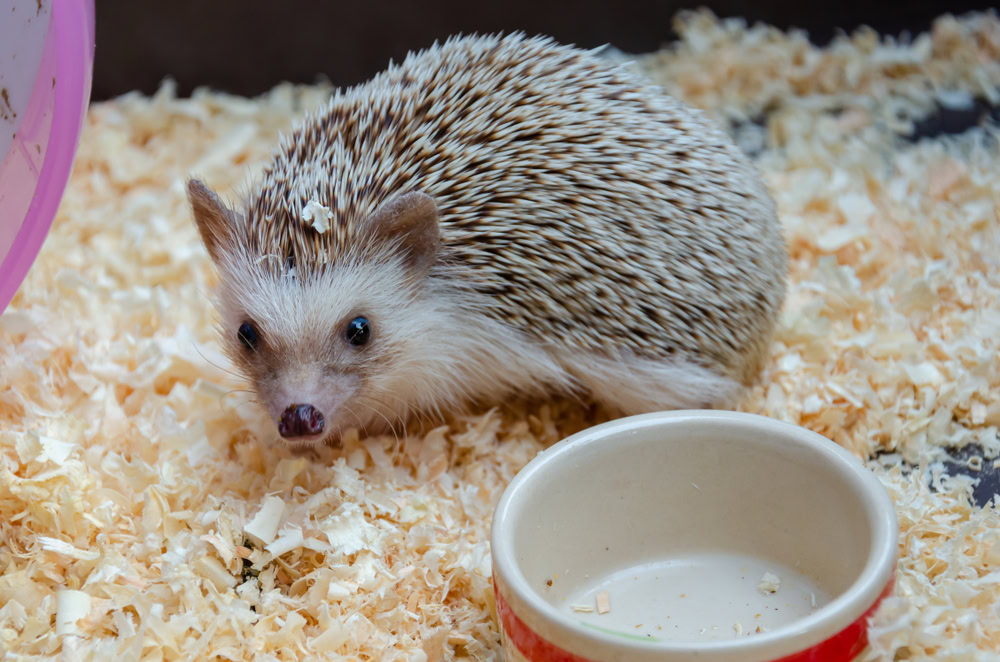 Close up of dwarf hedgehog with food cup on the sawdust