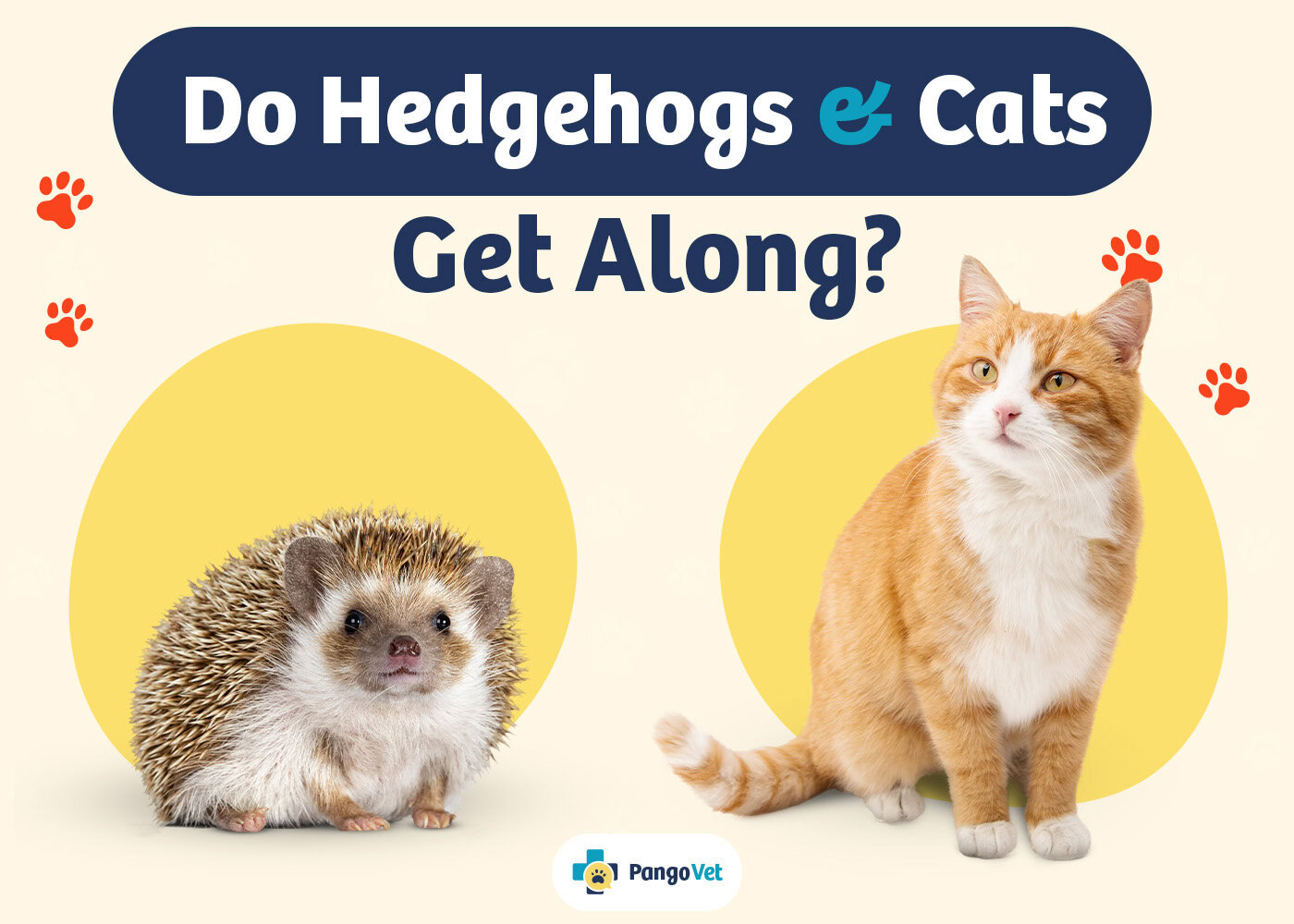 PangoVet_Hedgehogs & Cats Get Along_v1_Aug 8 2024